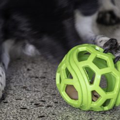 Euro Joe Dog Comets Titan Groen M 11,5 Cm 2 Euro Joe Dog Comets Titan Groen M 11,5 Cm -Euro Joe STORE 135885