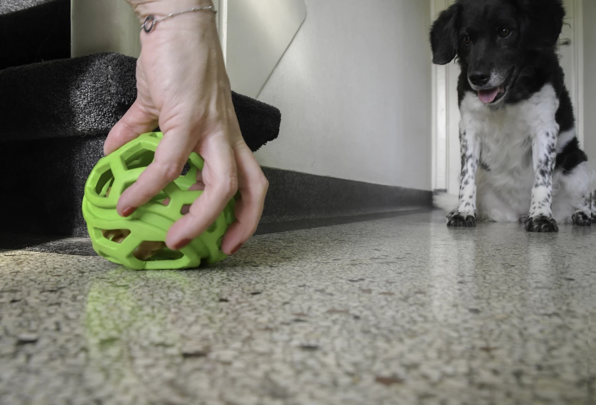 Euro Joe Dog Comets Titan Groen M 11,5 Cm 5 Euro Joe Dog Comets Titan Groen M 11,5 Cm - Image 5