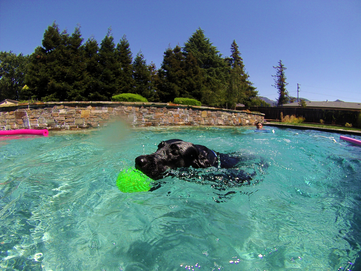 Gorilla Ball Medium 10-20 kg Euro Joe Gorilla Ball Medium 10-20 Kg -Euro Joe STORE 136161 1