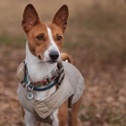 Euro Joe Spotted! Pro Dog And Cat Small 4 Euro Joe Spotted! Pro Dog And Cat Small -Euro Joe STORE 259447 scaled