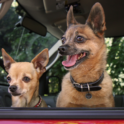 Euro Joe Spotted! Pro Dog And Cat Small 3 Euro Joe Spotted! Pro Dog And Cat Small -Euro Joe STORE 259448