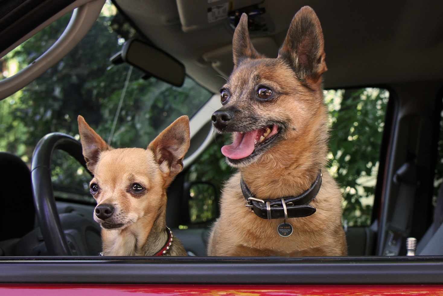 Spotted! Pro Dog and Cat Small Euro Joe Spotted! Pro Dog And Cat Small -Euro Joe STORE 259448