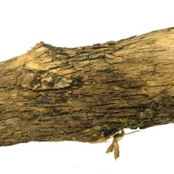 Euro Joe Birrdeeez Natural Sekelbos Perch 50cm