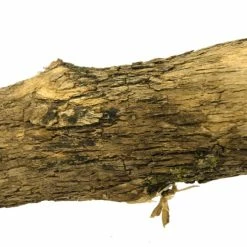 Euro Joe Birrdeeez Natural Sekelbos Perch 50cm