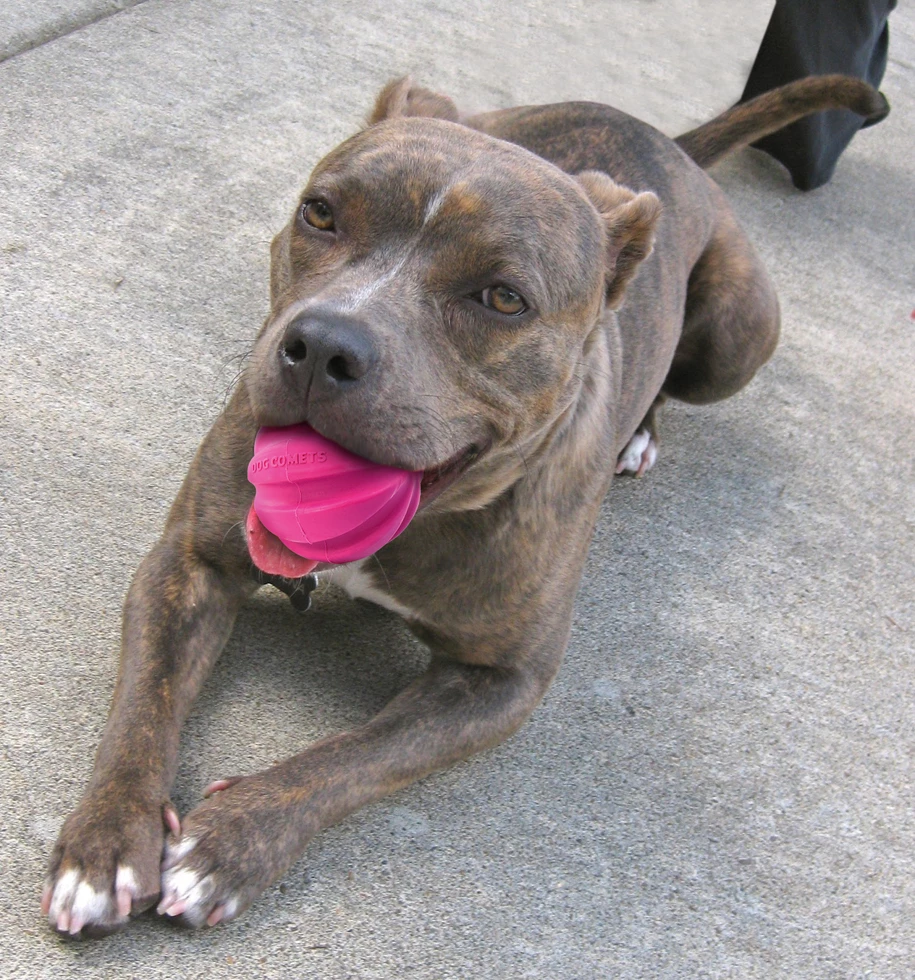 Euro Joe Dog Comets Ball Halley Roze 2 Euro Joe Dog Comets Ball Halley Roze - Image 2