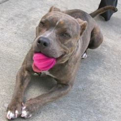 Euro Joe Dog Comets Ball Halley Roze