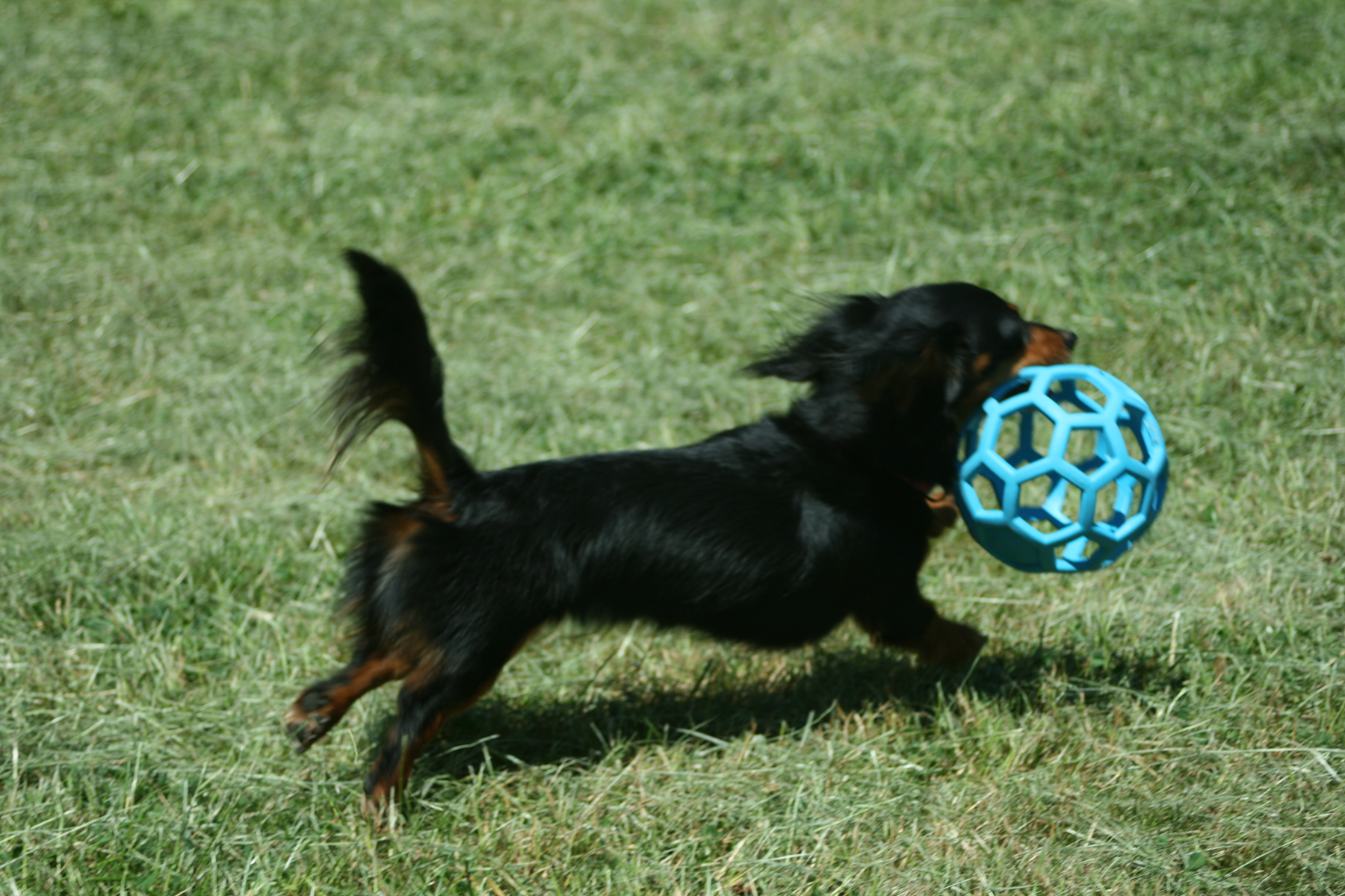 JW HOL-EE ROLLER S 9 cm Euro Joe JW HOL-EE ROLLER S 9 Cm -Euro Joe STORE 264026