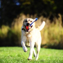 Euro Joe Chuckit Ultra Tug M 6 Cm 3 Euro Joe Chuckit Ultra Tug M 6 Cm -Euro Joe STORE 268861 scaled