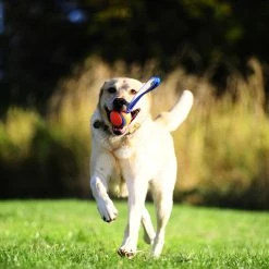 Euro Joe Chuckit Ultra Tug M 6 Cm 8 Euro Joe Chuckit Ultra Tug M 6 Cm -Euro Joe STORE 268861 scaled