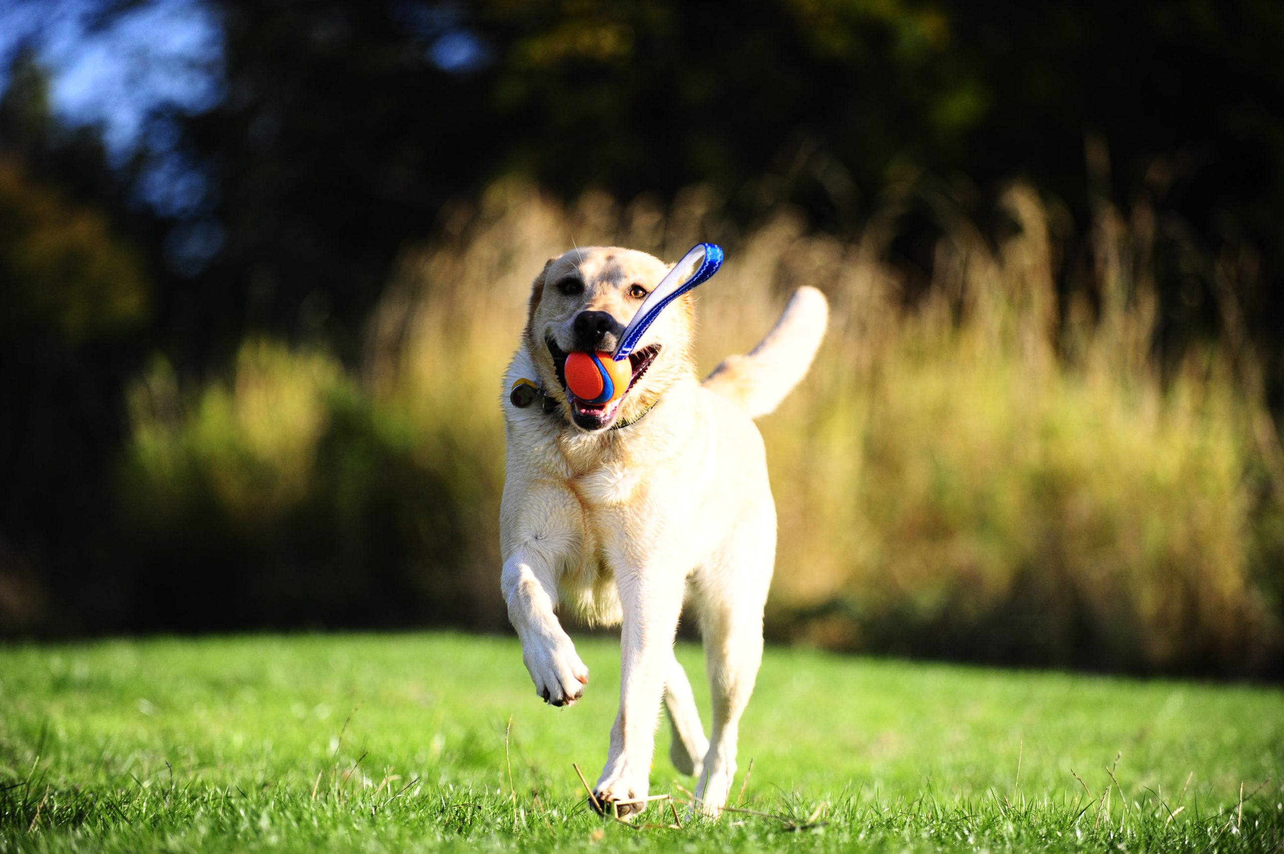 Chuckit Ultra Tug M 6 cm Euro Joe Chuckit Ultra Tug M 6 Cm -Euro Joe STORE 268861 scaled