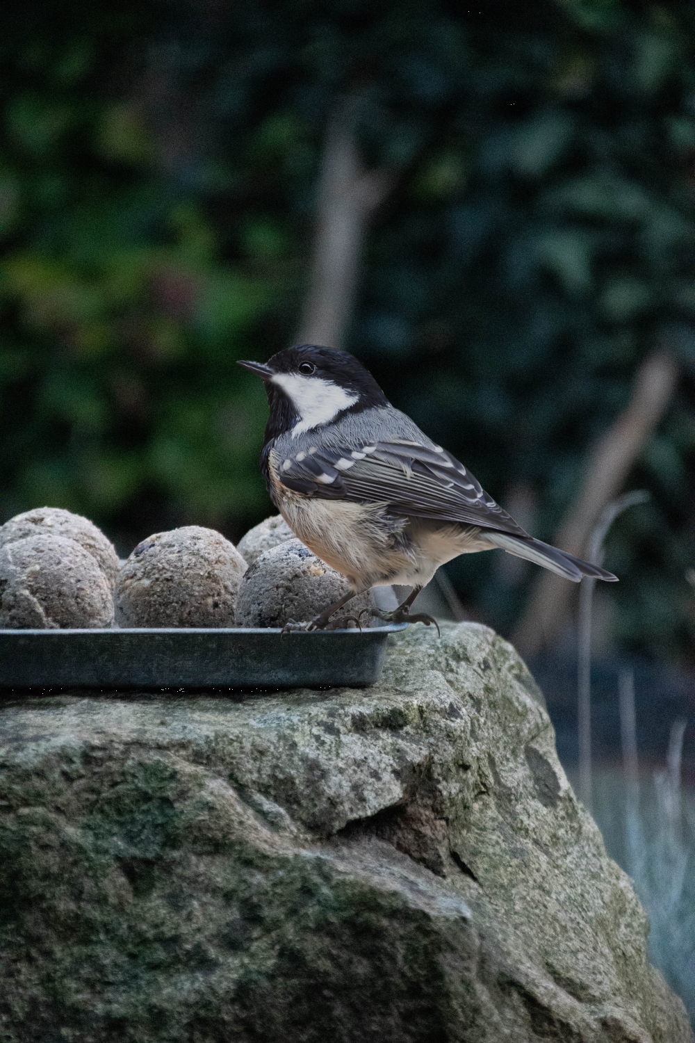 Feather World zaden mezenbol zonder net Euro Joe Feather World Zaden Mezenbol Zonder Net -Euro Joe STORE 269552