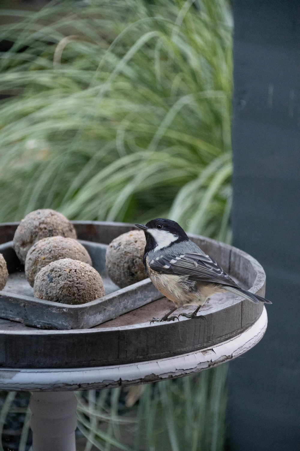 Euro Joe Feather World Insecten Mezenbol Zonder Net 2 Euro Joe Feather World Insecten Mezenbol Zonder Net - Image 2