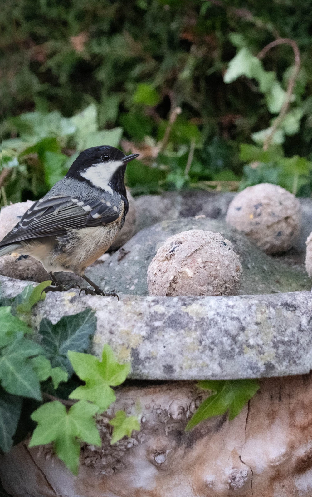 Euro Joe Feather World Insecten Mezenbol Zonder Net 3 Euro Joe Feather World Insecten Mezenbol Zonder Net - Image 3