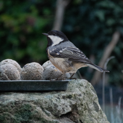 Euro Joe Feather World Insecten Mezenbol Zonder Net 3 Euro Joe Feather World Insecten Mezenbol Zonder Net -Euro Joe STORE 269556