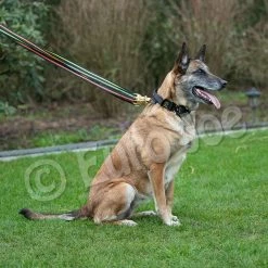 Euro Joe Black-Neon Leash With Handle -Euro Joe STORE Black neon 03 1