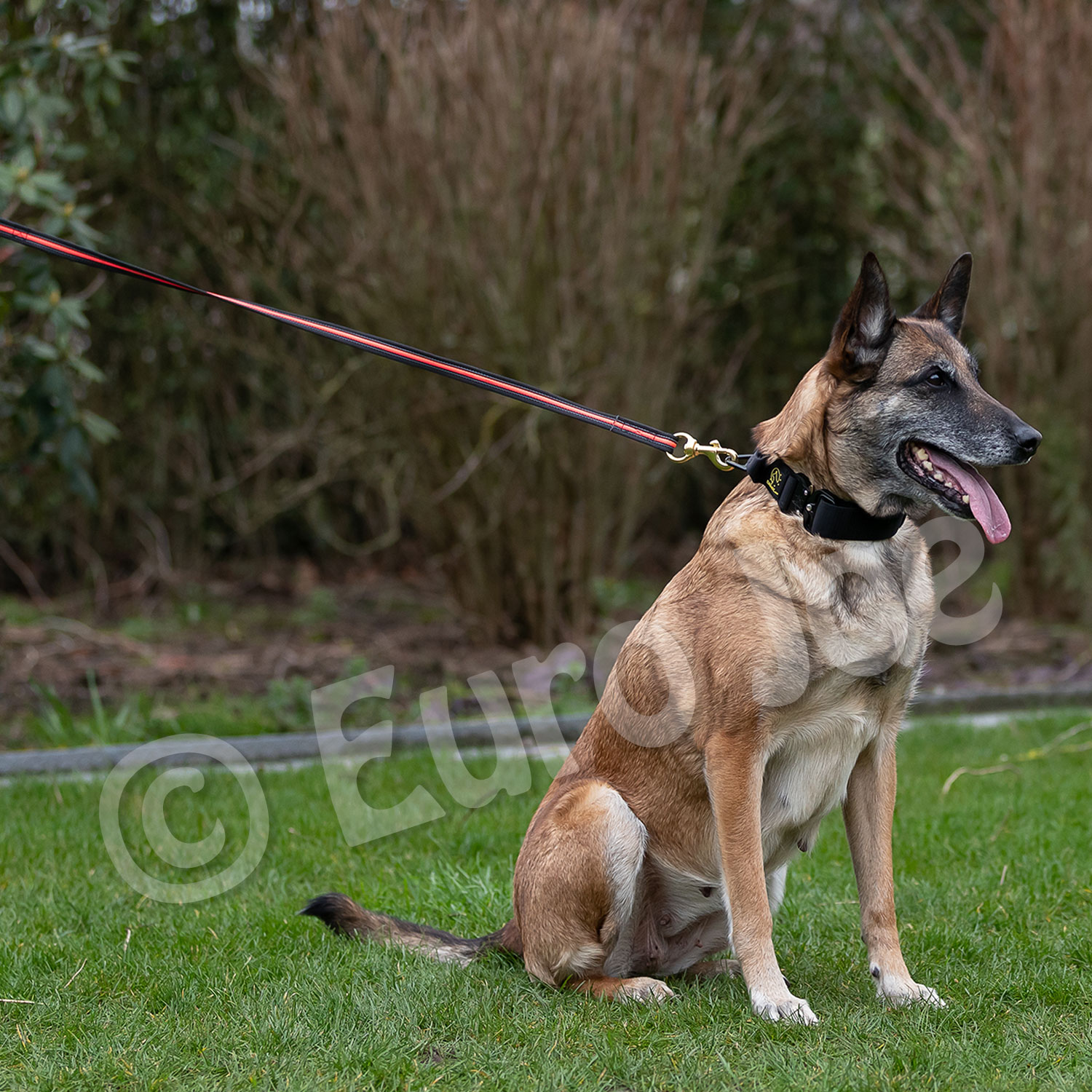 Black-Neon leash without handle Euro Joe Black-Neon Leash Without Handle -Euro Joe STORE Black neon 06