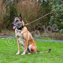 Euro Joe Black-Neon Leash Without Handle 8 Euro Joe Black-Neon Leash Without Handle -Euro Joe STORE Black neon 08