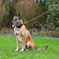 Euro Joe Black-Neon Leash Without Handle 19 Euro Joe Black-Neon Leash Without Handle -Euro Joe STORE Black neon 08