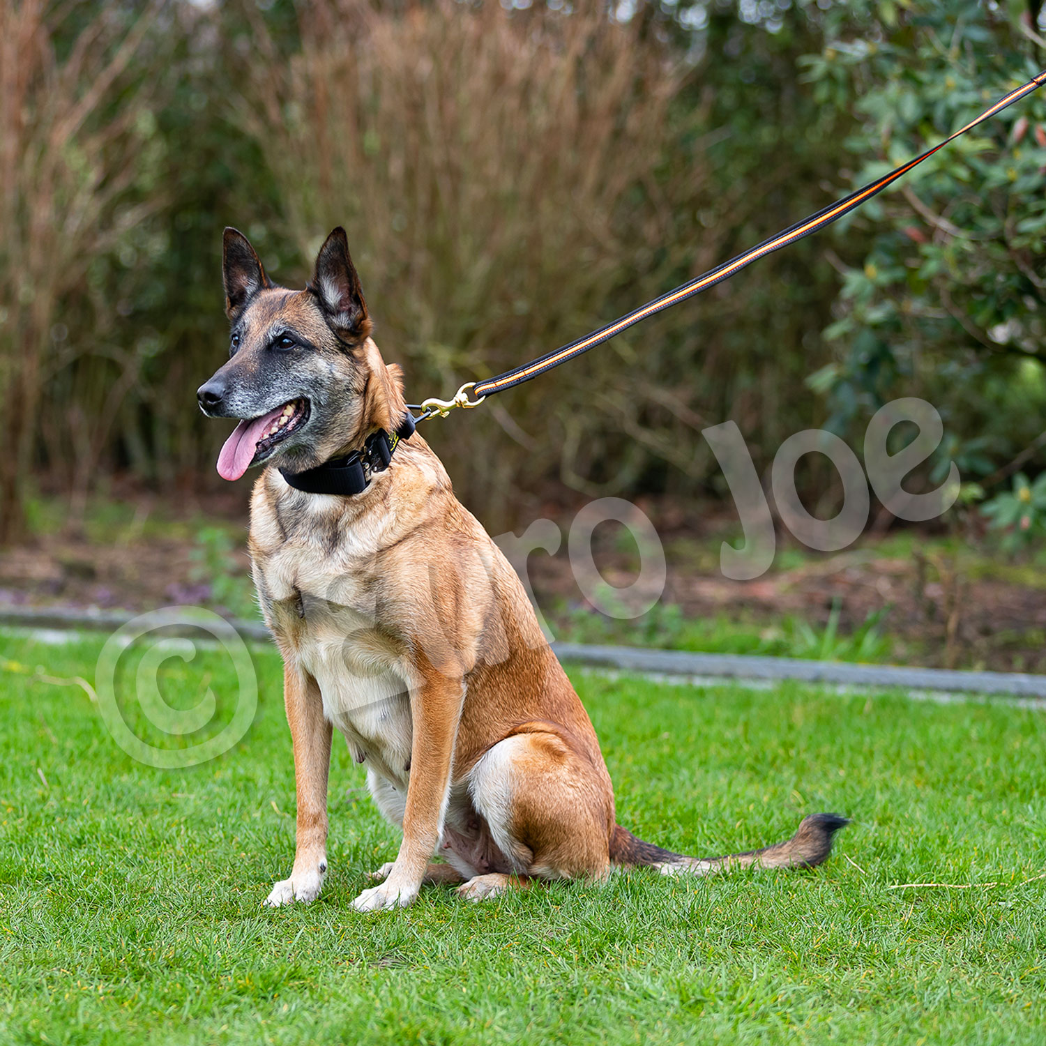 Black-Neon leash without handle Euro Joe Black-Neon Leash Without Handle -Euro Joe STORE Black neon 08