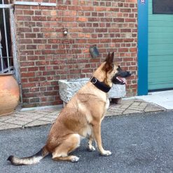 Euro Joe E-protect Collar -Euro Joe STORE Eprotect4