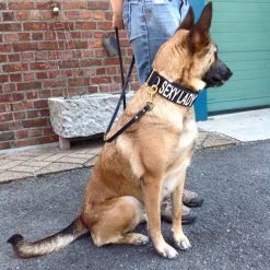 Euro Joe E-protect Collar -Euro Joe STORE Eprotect5 1