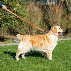 Euro Joe Collar "Sporty" -Euro Joe STORE Honey orange 08 2