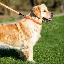 Euro Joe Line "Sporty" Without Handle 20 Mm 24 Euro Joe Line "Sporty" Without Handle 20 Mm -Euro Joe STORE Honey orange 09 1