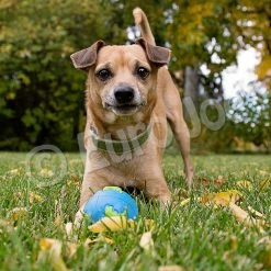 Euro Joe PD ORBEE-TUFF Planet Ball Blue/Green-M Ø7,5cm -Euro Joe STORE PD68667 68 69M Orbee Planet Ball Blue Green LS 14 2