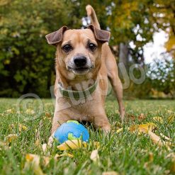 Euro Joe PD ORBEE-TUFF Planet Ball Blue/Green-L Ø10cm -Euro Joe STORE PD68667 68 69M Orbee Planet Ball Blue Green LS 14