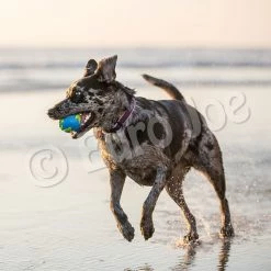 Euro Joe PD ORBEE-TUFF Planet Ball Blue/Green-M Ø7,5cm -Euro Joe STORE PD68667 68 69M Orbee Planet Ball Blue Green LS 2 2