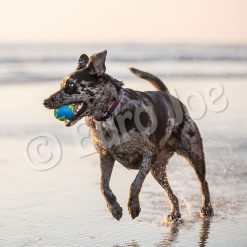 Euro Joe PD ORBEE-TUFF Planet Ball Blue/Green-L Ø10cm -Euro Joe STORE PD68667 68 69M Orbee Planet Ball Blue Green LS 2