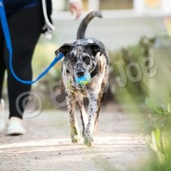 Euro Joe PD ORBEE-TUFF Planet Ball Blue/Green-L Ø10cm -Euro Joe STORE PD68667 68 69M Orbee Planet Ball Blue Green LS 6