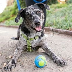 Euro Joe PD ORBEE-TUFF Planet Ball Blue/Green-L Ø10cm -Euro Joe STORE PD68667 68 69M Orbee Planet Ball Blue Green LS 7