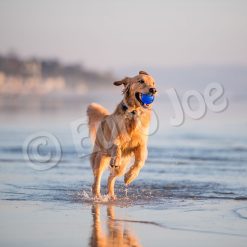 Euro Joe PD ORBEE-TUFF Planet Ball Royal Blue-M Ø7,5cm -Euro Joe STORE PD68676 77 78M Orbee Planet Ball Royal Blue LS 2 1