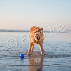 Euro Joe PD ORBEE-TUFF Planet Ball Royal Blue-M Ø7,5cm -Euro Joe STORE PD68676 77 78M Orbee Planet Ball Royal Blue LS 4 1