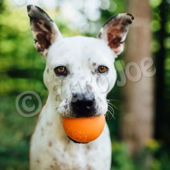 Euro Joe PD ORBEE-TUFF Squeak Ball Orange- Ø7,5cm