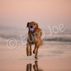 Euro Joe PD ORBEE-TUFF Strobe Ball Blue- Ø7,5cm -Euro Joe STORE PD68804M Orbee Strobe Ball Blue LS 4