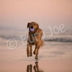 Euro Joe PD ORBEE-TUFF Strobe Ball Blue- Ø7,5cm -Euro Joe STORE PD68804M Orbee Strobe Ball Blue LS 4