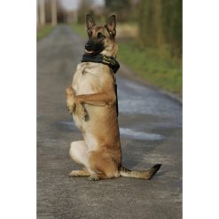 Euro Joe Scarf "Camo" -Euro Joe STORE afdek20halsband2005