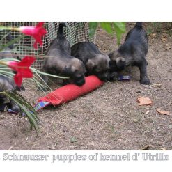 Euro Joe Tug French Linen Hard -Euro Joe STORE bijtworstschnauzer02 1