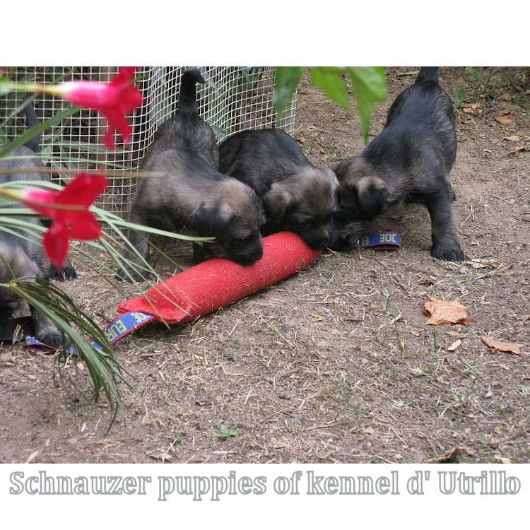 Euro Joe Tug French Linen Soft 5 Euro Joe Tug French Linen Soft - Image 5