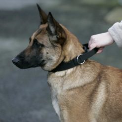 Euro Joe Collar "Grando" -Euro Joe STORE halsbandnylonHV06