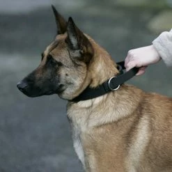 Euro Joe Collar "Grando" -Euro Joe STORE halsbandnylonHV06