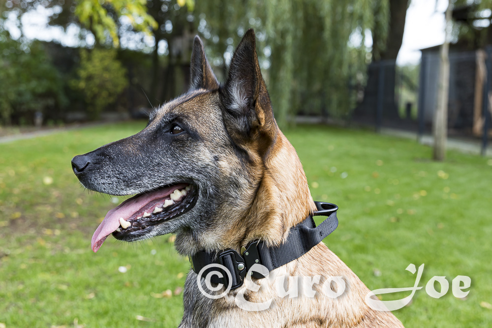Euro Joe "Tactical Collar" Euro Joe "Tactical Collar" -Euro Joe STORE naamloos 8 van 1