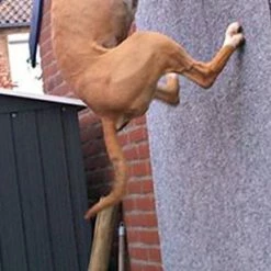 Euro Joe Tug French Linen Hard 27 Euro Joe Tug French Linen Hard -Euro Joe STORE pitbull