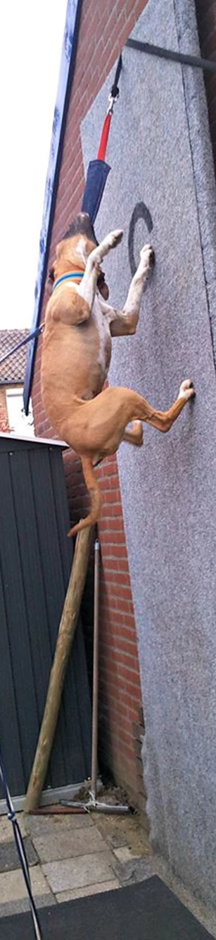 Euro Joe Tug French Linen Hard 13 Euro Joe Tug French Linen Hard - Image 13